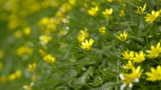 dandelions in the grass