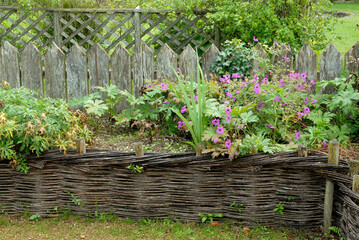 Obraz premium barrieres en bois tresse, geranium sauvage, jardin potager , Parc et jardin, chateau de La Roche Jagu, Ploëzal, 22, Cotes d' Armor, Région Bretagne, France