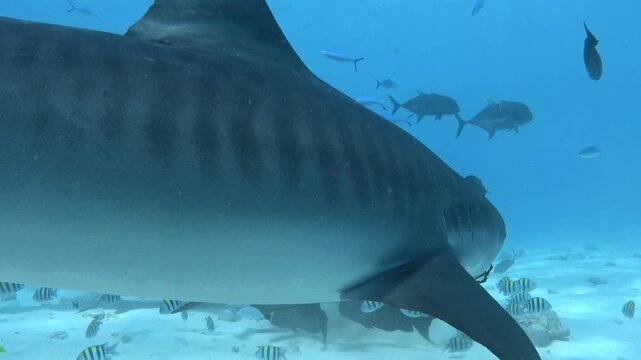 Widlife underwater - Tiger sharks in Maldives 