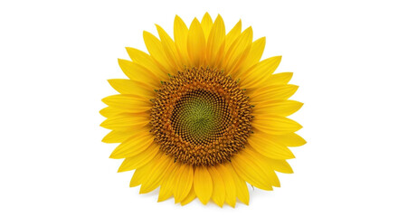 Fototapeta premium Bright Yellow Sunflower Isolated on White Background