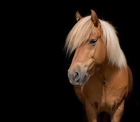Obraz premium Elegant Portrait of a Haflinger Horse with Blonde Mane on Black Background