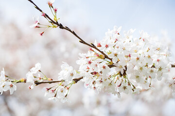 A cherry blossom branch with pink petals on a blue sky background. The concept of spring.