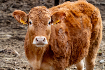 Beef young cow looking at camera on a enviromental friendly cattle ranch