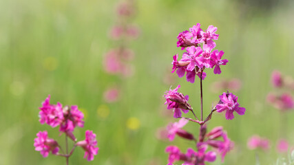 Obraz premium Beautiful delicate pink flowers of Viscaria Vulgaris growing in the meadow in the summer close-up. selective focus, bokeh, blurred background. pink wildflower. spring season, flowering