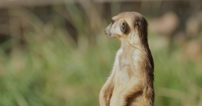 Meerkat (Suricata suricatta) or suricate is a small mongoose found in southern Africa.