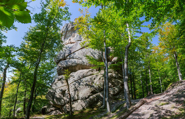 Fototapeta premium Rocky ledge of sandstone in beech forest in sunny day