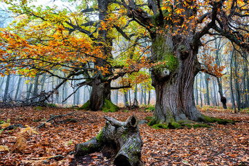 Oto&ntilde;o en el casta&ntilde;ar