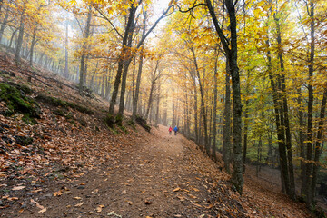 Paseo por el casta&ntilde;ar