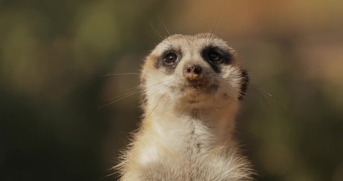 Meerkat (Suricata suricatta) or suricate is a small mongoose found in southern Africa.