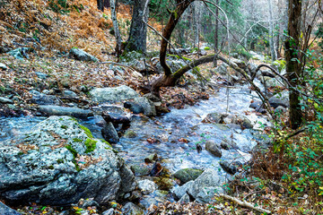 Arroyo en el abedular