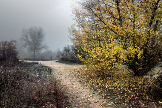 Camino hacia la niebla en el Soto de Bayona