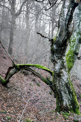 Invierno en el abedular