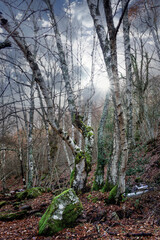 Invierno en el abedular