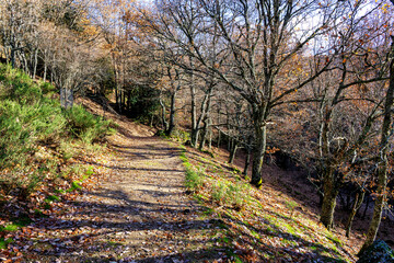 Camino en el Abedular de Somosierra