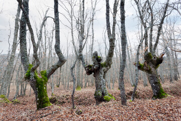 Invierno en el robledal