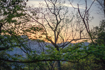 Obraz premium A tree with leaves is in the foreground of a mountain range