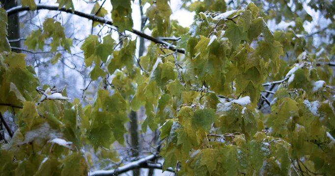 Close-up of bare tree branches with lingering yellow autumn leaves, covered in fresh snow during snowfall, set against blurred green forest background. Shot on super slow motion camera 1000 fps.
