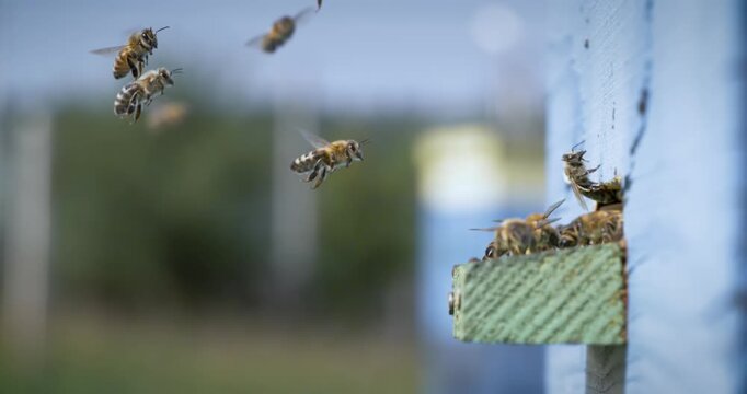 Honey bees fly near a beehive in a super slow motion. Shot on super slow motion camera 1000 fps. Bees are best known to humans for their ecological roles as pollinators.