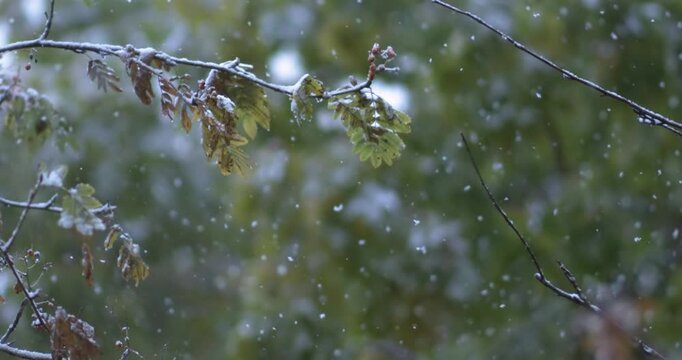 Close-up of bare tree branches with lingering yellow autumn leaves, covered in fresh snow during snowfall, set against blurred green forest background. Shot on super slow motion camera 1000 fps.