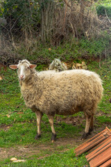 Fototapeta premium Cute Sheep in a Green Backyard Garden