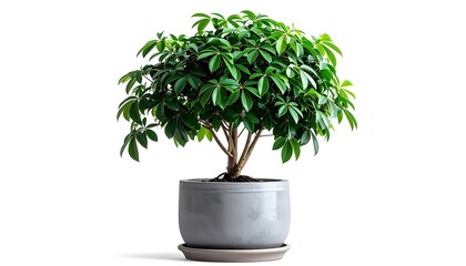 A healthy green potted Schefflera plant with lush foliage in a modern gray pot, isolated on a white background.