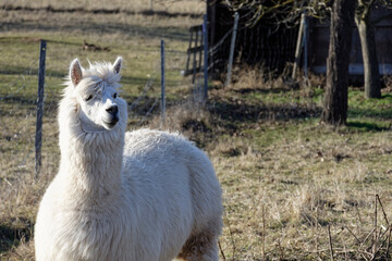 Obraz premium Alpacas on a Farm Pasture in Ipsheim Germany