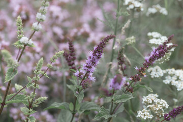 Pastel herbal flower background with copy space