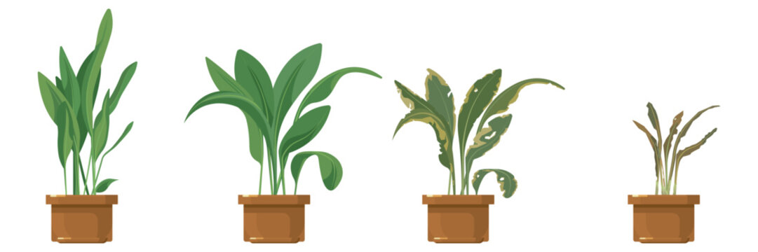 Set of beautiful houseplants in pots in cartoon style. Vector illustration of dehydration stage, wilting of aspidistra flowerpots isolated on white background. Interior decor for office and home.
