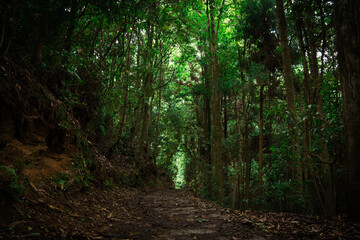 Obraz premium Dense Evergreen Tropical Rainforest in Sikkim, Amazon Forest India