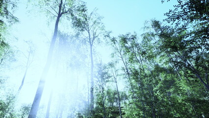 Sunlight streams through the canopy, illuminating the vibrant greens of the forest. Tall trees reach for the sky, creating a tranquil and peaceful atmosphere.