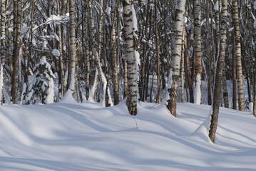 Winter forest covered with fresh snow.