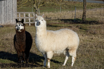 Fototapeta premium Alpacas on a Farm Pasture in Ipsheim Germany