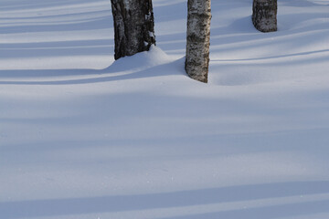 Winter forest covered with fresh snow.