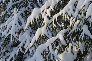 Spruce trees covered with fresh snow in the winter forest.