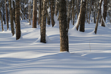 Winter forest covered with fresh snow.