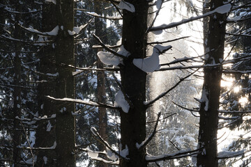 Winter forest, trees covered with fresh snow after snow falling.