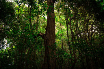 Dense Evergreen Tropical Rainforest in Sikkim, Amazon Forest India