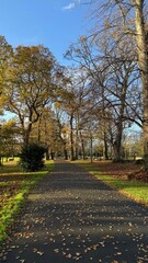 Obraz premium autumn day in the park with clear sky