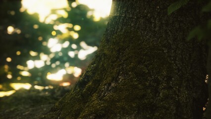 Obraz premium Sunlight filters through the leaves, highlighting a moss covered tree trunk in a tranquil forest. The soft glow creates a peaceful atmosphere, inviting natures beauty.
