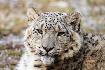 Naklejka premium Snow leopard 