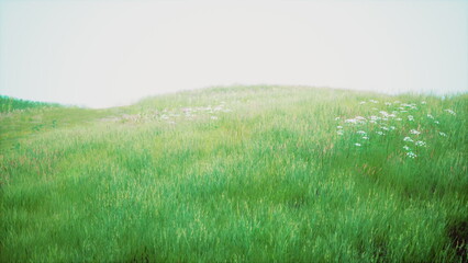 Naklejka premium A vast, rolling field covered in vibrant green grass and dotted with delicate wildflowers. The serene atmosphere and soft light create a peaceful, enchanting scene at dawn.