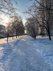 A long sidewalk covered with snow between the trees