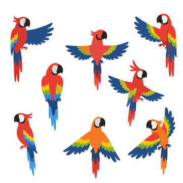Flat tropical parrot vector set with colorful cartoon birds isolated on white background
