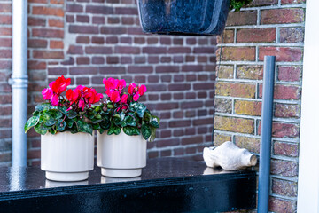 Cyclamen Flowers in pot on porch House window garden outdoor planting decorations.