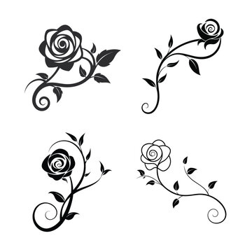 Rose Vine Decorative Scroll Vector Floral Ornament Isolated on White Background