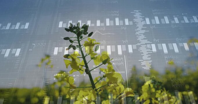 Single yellow-flowering rapeseed plant displaying digital analytics overlay in flat design farm