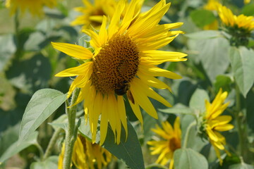 夏の太陽に向かって咲くヒマワリと蜂
