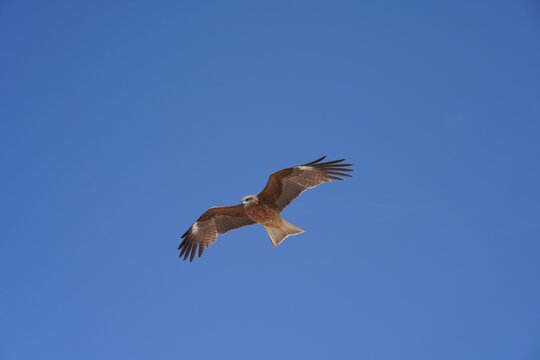 青空を悠々と舞うトビ（鳶）の飛行