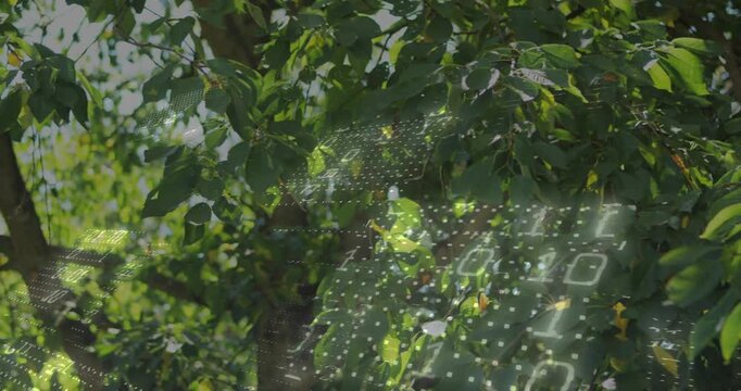 Digital mesh appearing top-right and drifting over tree, forming binary grid, creating tech layer