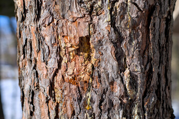 Pine tree bark texture background.